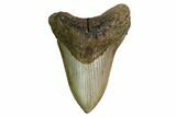 Fossil Megalodon Tooth - North Carolina #167015-1